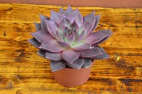 /album/echeveria/dsc0037-2-jpg/